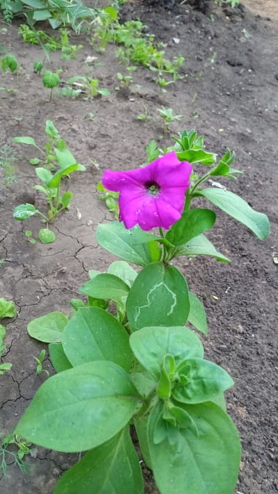 A single, vibrant purple petunia flower is in full bloom, its trumpet-shaped petals unfurling against a backdrop of dark soil and various green plants. The flower is the central subject, positioned slightly to the right of the frame and angled towards the viewer. Its deep purple hue is rich and saturated, with a darker center. Surrounding the flower are several large, soft green leaves, some exhibiting faint, light-colored patterns that suggest natural markings or perhaps the trace of an insect.
The setting appears to be a garden or an area where young plants are being cultivated. The soil is dark brown and appears somewhat dry, with visible cracks indicating a lack of recent watering. Scattered across the soil are numerous small green seedlings and other low-lying plants, creating a sense of growth and potential. The background is slightly blurred, drawing the viewer's eye to the prominent petunia and its immediate surroundings. The lighting suggests it could be daytime, perhaps overcast given the soft, diffused light. There is no visible text in the image. The overall impression is one of nature's gentle beauty and the quiet growth occurring in a garden setting. The location context indicates this is Tashliyar, Russia.