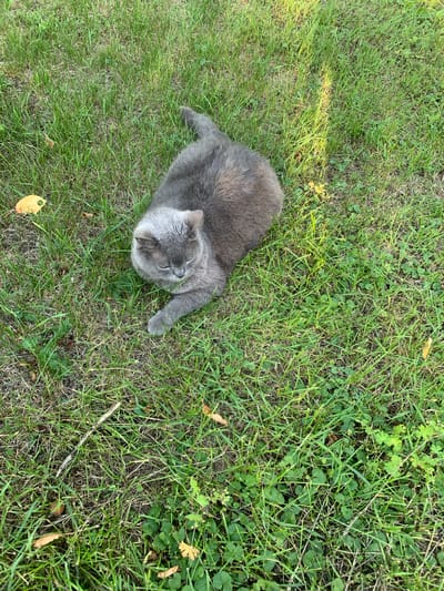 A gray cat is lying on green grass. The cat is in the center of the frame, viewed from above. It is facing to the right, with its head turned slightly upwards. Its paws are extended forward. The grass is short and green, with some dry patches and scattered yellow leaves. The scene appears to be outdoors on a sunny day, with sunlight casting a yellowish hue on some areas of the grass. The location cues, such as the type of grass and scattered leaves, do not provide specific details about the time of day or weather beyond it being daylight. No visible text is present in the image. The overall emotion conveyed is one of relaxation and peace.
