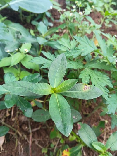 The image displays a close-up, high-angle view of various green plants growing in brown soil, located in Makilala, Philippines. The central subject is a herbaceous plant with five visible, ovate to lanceolate, dark green leaves radiating from a central point. One leaf on the right side of the central plant exhibits multiple small, circular, light brown to reddish-brown necrotic spots. Surrounding this central plant are other diverse green foliage, including plants with finely dissected or deeply lobed leaves in the upper right background, and smaller-leaved plants with minute white flowers scattered throughout the background. Patches of dark brown, granular soil are visible as the ground cover. No people, objects other than plants, or direct actions or interactions are depicted.