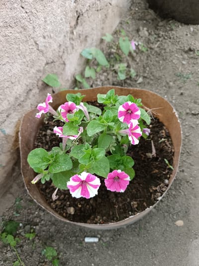 The image shows a close-up view of a petunia plant in a brown pot filled with soil. The petunia flowers are pink and white with striped petals. The plant has green leaves. The pot is placed on the ground, which appears to be dirt. In the background, there is a rough, textured wall on the left and more dirt with some sparse vegetation on the right. The scene is outdoors. The location is identified as Bökönbaev, Kyrgyzstan.