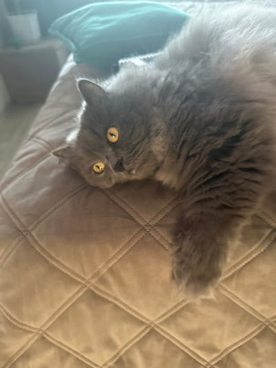 A fluffy gray cat with bright yellow eyes lies on a brown quilted surface. The cat's head is tilted to the side, and its gaze is directed towards the camera. In the background, a blurred green pillow rests on a surface that appears to be furniture. The lighting suggests an indoor setting, likely a home. No specific location in Lyudinovo, Russia is depicted or discernible from the image.