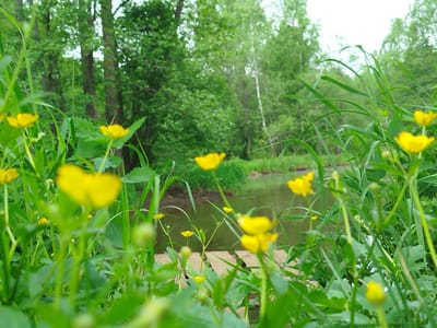 The image depicts a water stream surrounded by lush greenery and yellow flowers, potentially located in the vicinity of Боровково, Russia, although the exact location isn't definitively pinpointable within the city. In the background are trees. Foreground has green plants and yellow flowers and a wooden structure over the stream.