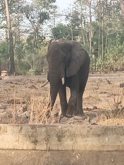 An adult African elephant, dark grey in color, stands in a dry, open enclosure in Garun Gawa, Nigeria. The elephant is positioned mid-frame, facing slightly to the left, and possesses large ears and two tusks; the left tusk appears longer. It stands on uneven ground composed of rocks and sparse, dry, light-colored vegetation. A weathered concrete barrier forms the lower foreground. The background features numerous trees with varying foliage density, visible under a bright sky. No people or other animals are present in the scene.