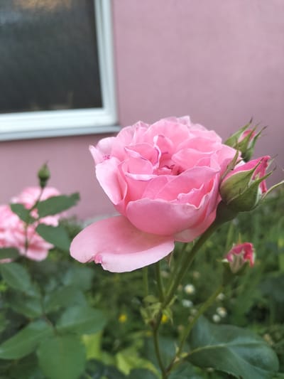 A close-up, low-angle shot captures a vibrant pink rose in full bloom. The rose is the primary subject, with its delicate petals unfurling in soft layers. To the right of the main bloom, several rosebuds in varying stages of opening are visible, their green sepals contrasting with the pink hues. In the background, the soft focus reveals more pink roses, suggesting a garden setting. A large, dark window with a white frame is partially visible on the left side of the image, set against a pastel pink wall, indicating a building nearby. The surrounding foliage is a lush green, with hints of small white flowers scattered amongst the leaves. The lighting suggests it is daytime, possibly late afternoon or early evening, with a soft, diffused light that enhances the gentle colors of the roses. There is no visible text in the image. The overall impression is one of natural beauty and tranquility, likely taken in a garden in České Budějovice, Czechia.