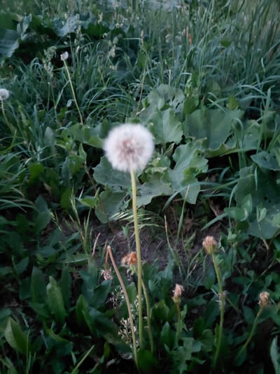 The image shows a close-up view of dandelions in a grassy area. The main subject is a fluffy white dandelion seed head in the center of the frame, with other smaller dandelions and green foliage surrounding it. The lighting suggests it is either early morning or late evening. The background is blurred, focusing attention on the dandelions. The scene appears to be in a natural or semi-natural environment, possibly a park or a field. There is no indication of any specific location within the city of Oskemen, Kazakhstan.