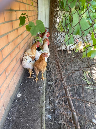 The image depicts a flock of chickens and ducks in an outdoor enclosure. A brick wall forms the left boundary of the enclosure, with a chain-link fence on the right. Green vines with large leaves hang over the fence. Several chickens, predominantly brown and white, are visible near the wall and in the center of the frame. One chicken stands prominently in the foreground, facing the viewer. In the background, through the fence, a group of yellow ducklings are visible. The ground within the enclosure appears to be dirt mixed with debris and some scattered feathers. The overall scene suggests a rural or farm-like setting, possibly a backyard or a small agricultural area in Kisliakovskaya, Russia. The lighting indicates it is daytime.