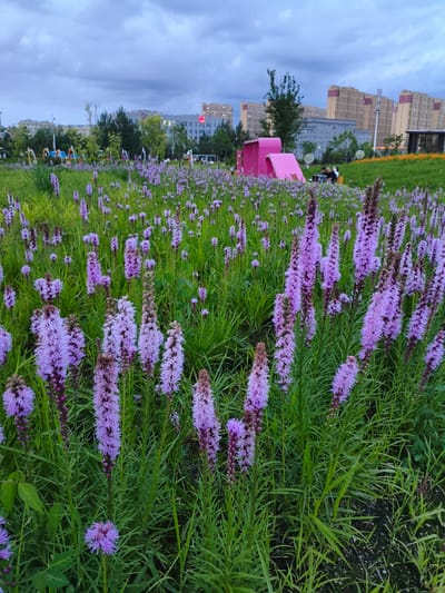 The image shows a public park area in Jiguan District, China, featuring a dense field of purple Liatris flowers in the foreground. In the mid-ground, several people are seated at tables near a bright pink, modern playground structure. Beyond the playground, tall buildings with light-colored facades and darker reddish-brown accents are visible under a cloudy sky. A lush green lawn with scattered orange flowers extends further into the background. Trees are interspersed throughout the park. The overall scene suggests a recreational area within an urban setting during the late afternoon or early evening.