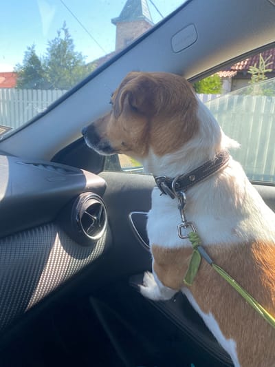 A medium shot shows a small, tan and white dog with a brown leather collar and a green leash secured to it, looking out the passenger side window of a car. The dog's body is facing forward, and its head is turned to the left, observing something outside. The interior of the car is visible, including the dashboard with a carbon fiber textured panel and an air vent. The exterior view through the window reveals a clear blue sky, green trees, and a white fence, suggesting a residential area. The scene appears to be captured on a sunny day. The image location is identified as Bol'shoe Zaborod'e, Russia.