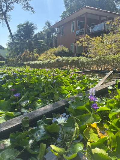 The image depicts a tranquil outdoor scene in Ban Ko Li Pe, Thailand, featuring a large water garden or pond filled with various aquatic plants. The foreground and midground are dominated by numerous green lily pads covering the water surface, interspersed with water lilies in bloom. The water lilies exhibit colors including purple, white, and hints of pink. Several light purple and white water hyacinths are also visible on the right side of the water feature. Dark, rectangular wooden or concrete beams traverse the water, segmenting the pond.
In the background, on the right, stands a two-story building with a brown or terracotta-colored exterior and a white-trimmed roof. The building features multiple windows and a second-story balcony equipped with a glass railing. Air conditioning units are mounted on its exterior walls. Lush tropical vegetation surrounds the building and the water feature, including tall trees, a prominent palm tree, and dense green shrubs and hedges lining the far edge of the pond. A small portion of another building with a green roof is visible in the far left background. The sky is clear blue, indicating bright daylight conditions. No people or animals are visible in the scene.
