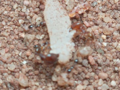 The image depicts four ants around a small, irregularly shaped piece of off-white material on a surface of small, granular, reddish-brown particles. The location is presumably in or near Orji, Nigeria, given the additional context. The ants are positioned around the object, with two ants on either end of the material.