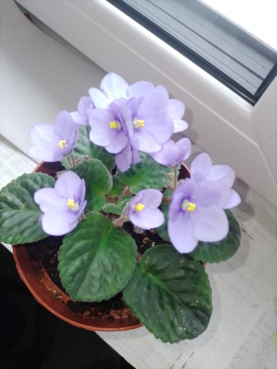 An overhead shot shows a potted African violet with pale purple flowers and dark green, velvety leaves. The pot is brown plastic and sits on a white, textured windowsill next to a window with a dark frame. The scene is indoors and the lighting suggests natural light coming from the window. The specific location is not identifiable from the image.