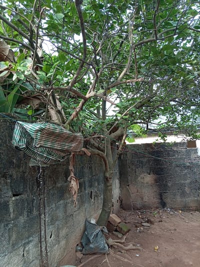 The image depicts a tree with dense green leaves and numerous branches, partially obscuring a weathered concrete wall with a visible crack. A striped fabric bag hangs from one of the tree's branches. A plastic bag and some loose debris are visible at the base of the tree, near its exposed roots. Several fallen yellow fruits are scattered on the reddish-brown ground. The scene appears to be outdoors in a residential area in the city of Orji, Nigeria.