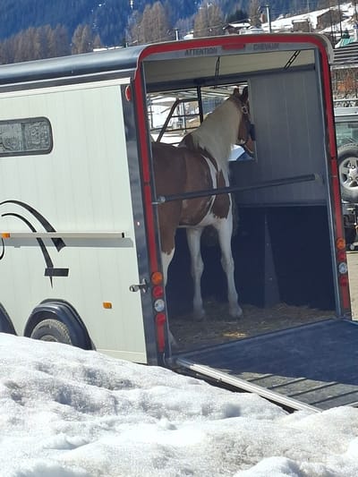 A brown and white paint horse stands inside a white horse trailer with a lowered rear ramp in Davos, Switzerland. The horse is positioned facing the front of the trailer, with its head slightly turned to the left. Its mane, tail, and lower legs are white, contrasting with its brown body. The trailer's interior floor is covered with hay. The rear opening of the trailer is framed in red, displaying the words "ATTENTION" and "CHEVAUX" (French for "horses") at the top. Red taillights and orange side marker lights are visible on the trailer's rear and side. A black graphic design is present on the visible left side of the trailer, which also features a small rectangular window. A single trailer tire and fender are partially visible on the left. To the right of the trailer, the rear section of a dark-colored vehicle, possibly an SUV or truck, with an externally mounted spare tire, is visible. The foreground is dominated by a substantial layer of melting snow. In the background, snow-covered mountains with numerous pine trees rise under a clear sky, with scattered buildings visible among the trees.