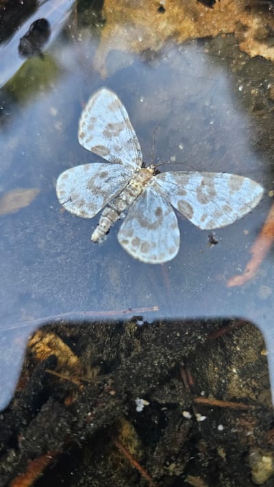 A dead moth rests on the surface of shallow, muddy water. The moth, predominantly light gray with darker gray, irregular spots, has its wings spread. Its body is segmented and appears light brown. The water is partially covering dark, organic matter, likely soil and decaying leaves, visible in the foreground. The background shows reflections of foliage and what appears to be a dark, solid object submerged in the water. The scene is likely outdoors in Godang-ri, South Korea.