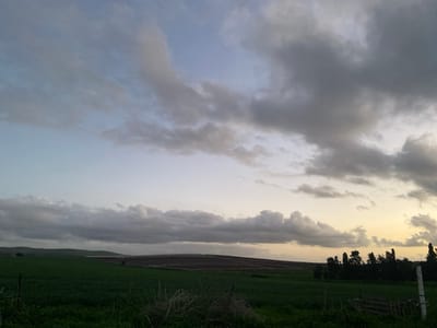 The image presents a wide landscape view under an overcast sky, likely captured during either sunrise or sunset due to the soft, diffused light and subtle color gradients. The composition is divided horizontally between the sky and the land, with the sky occupying approximately two-thirds of the frame.

The sky is filled with numerous clouds, ranging in color from pale grey to darker, heavier grey, suggesting a significant cloud cover. Towards the upper left, patches of pale blue sky are visible, indicating clearer conditions in that direction. On the far right horizon, the clouds take on a warmer, pale yellow and soft orange hue, characteristic of twilight.

The land portion of the image depicts a vast, undulating agricultural landscape. In the foreground, dark green vegetation, possibly young crops or grass, covers the ground, with some dry, tangled brush visible at the very bottom center. Moving towards the left midground, gentle green hills rise, suggesting a fertile, rolling terrain. To the right of the center, the landscape transitions into what appears to be cultivated fields with reddish-brown soil, perhaps recently tilled or planted. Further along the horizon in the mid-distance, there's a hazy area or a distant body of water reflecting the sky, behind which faint land contours can be seen. On the far right, a line of tall, dark evergreen trees, possibly cypresses, stands silhouetted against the lighter sky, forming a prominent dark feature. A faint, light-colored post or stake is barely visible in the bottom right corner, suggesting the presence of a fence.

The overall impression is one of peaceful rural scenery at the cusp of day and night, with a somewhat somber yet natural beauty provided by the cloudy conditions. There are no people or specific activities taking place, and no visible text in the image.