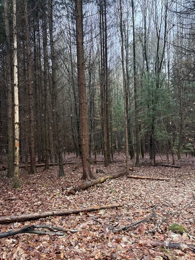The scene depicts a dense forest environment in Vilémovice, Czechia, under an overcast sky. The ground is uniformly covered with a thick layer of dry, predominantly brown and reddish-brown deciduous leaves. Numerous tree trunks, varying in diameter, rise vertically throughout the frame. The majority of these trees appear to be deciduous, or coniferous with sparse foliage, exhibiting dark, bare branches against the lighter sky in the upper portions of the image. Several evergreen coniferous trees with green needles are visible, primarily in the mid-ground and background, adding patches of green to the otherwise muted palette.
Several fallen logs and branches are scattered across the forest floor. A notable long, partially decayed log extends diagonally from the lower-left foreground towards the mid-right. Another shorter, thicker log lies horizontally in the mid-ground. Smaller branches and twigs are interspersed among the leaves. A light-barked tree trunk on the far left edge of the image displays an orange spray-painted marking, possibly an 'X' or a slash, approximately one meter from its base. No individuals, animals, or active events are present.