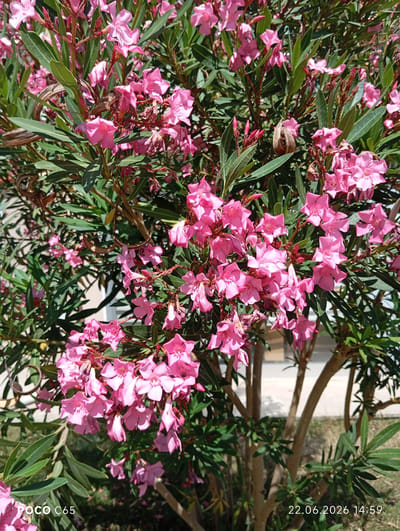A close-up, eye-level, outdoor shot showcases a vibrant cluster of bright pink oleander flowers and their dark green, lance-shaped leaves. The blossoms are in various stages of bloom, with some fully open and others still in bud. The branches and some dry seed pods are also visible within the foliage. The background is softly blurred, revealing hints of a building with beige walls and possibly a light-colored fence or railing. The lower right corner of the image displays a date and time stamp: "22.06.2026 14:59". The bottom left corner has a watermark reading "POCO C65". The scene appears to be located in a garden or public space in Körfez, Turkey, given the presence of oleander, a common plant in the region, and the potential for such landscaping in an urban environment.