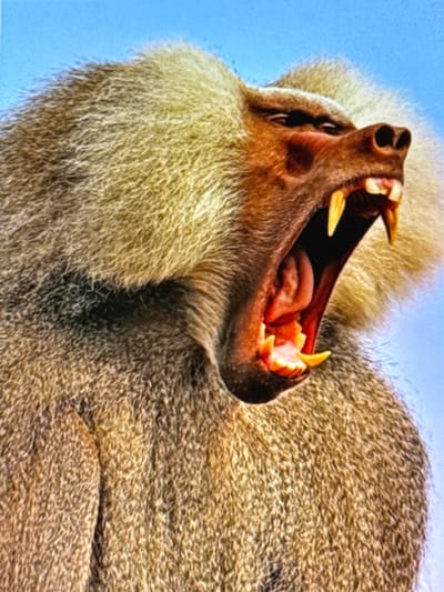 This is a close-up, low-angle, eye-level, outdoor, natural light, portrait photograph of a baboon with its mouth wide open, displaying its teeth and tongue. The baboon's fur is predominantly a light brown and tan color, with a distinct yellowish-white mane around its face and neck. Its skin is reddish-brown around its muzzle and ears. The baboon's eyes are dark and appear to be looking slightly to the left. The background is a clear, bright blue sky. The image captures the baboon in a moment of vocalization or aggression, with its powerful canines clearly visible. There is no indication of human presence or urban environment.