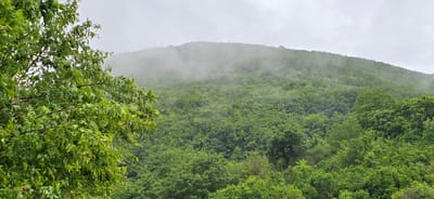 The image presents a serene landscape dominated by a dense, vibrant green forest covering a sloping hill or mountain under an overcast sky. A significant layer of white mist or fog hangs low, partially shrouding the upper sections of the forested terrain, creating an atmospheric and somewhat mysterious ambiance.

In the foreground, a leafy branch of a tree extends from the left side of the frame, showcasing numerous green leaves with visible water droplets, suggesting recent rainfall or high humidity. The forest itself appears lush and full, comprising various shades of green, likely indicating a mix of deciduous trees. The canopy of the trees forms an unbroken carpet over the natural undulations of the land. The sky above is a uniform light gray, completely covered by clouds.

The scene depicts a natural environment, likely in a mountainous or hilly region, consistent with the provided location context of Breze, Bulgaria. The time of day appears to be daylight, despite the heavy cloud cover. There are no people, animals, artificial structures, or any discernible activity taking place. The overall impression is one of peaceful, damp weather within a wild, green landscape. No text is visible in the media file.