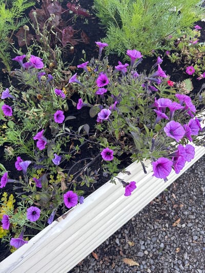 A flowerbed filled with vibrant purple petunias. The flowers are in full bloom, exhibiting a spectrum of purple shades. Green foliage intermixes with the flowers. The flowerbed's border is defined by a white, corrugated material, angled diagonally across the frame. Small grey stones are visible outside the bed. Some withered leaves are scattered among the flowers and the surrounding soil, suggesting the end of the growing season.