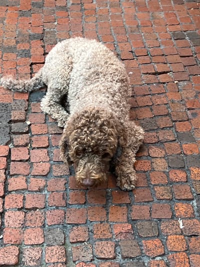 A brown, curly-haired dog is lying on a brick pathway in Bilbao, Spain. The dog's fur is a mix of brown and lighter shades, and its tail is curled over its back. The bricks are reddish-brown and appear to be laid in a pattern. The dog's head is down, and it appears to be resting. The environment is an outdoor urban setting.