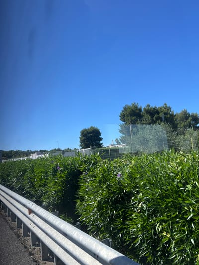 The image captures an outdoor scene on a bright, sunny day, likely in a rural or semi-urban area near Bari, Italy. In the foreground, on the right side, a multi-barred metal guardrail runs horizontally. To the left of the guardrail and extending across the majority of the lower and middle parts of the frame is an abundance of lush, vibrant green foliage, appearing as dense bushes or trees. Small purple flowers are scattered among the green leaves, and some areas show lighter green or yellowish hints within the foliage.
In the mid-ground, a transparent mesh fence or screen spans horizontally, separating the immediate foreground vegetation from the distant elements. Beyond this fence, several trees are visible, including dense, dark green trees and some with lighter green foliage, possibly olive trees. Further in the distance, under the clear blue sky, are various white structures, likely houses or buildings. The sky is predominantly a bright, cloudless blue, though a faint darker blue gradient or a wispy, dark cloud-like shape can be seen in the upper left corner of the sky, suggesting a slight variation in atmospheric conditions.
The scene is static, with no visible human activity or moving objects. The strong sunlight and clear sky indicate a midday setting with good weather. The overall impression is one of a peaceful, natural, and sunny landscape. No text is visible in the image.