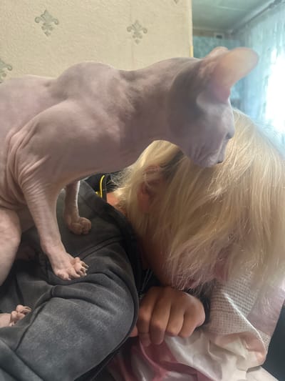 A hairless cat stands on the back of a blonde-haired person who is lying face down on a bed. The person is wearing a gray hooded sweatshirt. The cat's body is pink and wrinkled, and its ears are large and pointed. The person's face is hidden by their hair and a patterned pillow. The background is a wall with a textured pattern. The image appears to be taken indoors, likely in a bedroom. There is no information in the image to suggest the location is Togliatti, Russia.