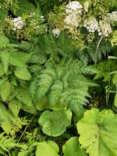 This is a close-up, overhead shot of lush green foliage, predominantly in an outdoor setting. The scene is filled with various types of leaves and some small white flowers, suggesting a natural environment likely in a field or garden. The foliage is dense, with different shades of green indicating varying depths and types of plants. Prominent among the greenery are large, broad leaves, some with slightly serrated edges and visible veins. Interspersed are more delicate, feathery leaves, characteristic of plants like ferns or certain types of wildflowers. Small clusters of tiny white flowers add a touch of contrast to the dominant green. A few dried, straw-like stems are also visible, hinting at the passage of time or the presence of other plant types. The lighting suggests daytime, with natural sunlight illuminating the leaves, creating highlights and shadows. There are no people or visible man-made objects in the frame. The overall impression is one of abundant plant life in a wild or semi-wild setting. There is no visible text in the image.