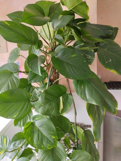 The image shows a close-up of a large, healthy Devil's Ivy plant (Epipremnum aureum) with glossy, dark green leaves, many of which are variegated with patches of yellow. The plant is lush and full, with vines trailing downwards and upwards. The plant appears to be indoors, with a light pinkish-beige wall in the background and a hint of a window on the left. There are also hints of kitchen elements on the right, suggesting it might be in a kitchen or living area. The image does not contain any people or specific landmarks that would indicate its location in Troisdorf, Germany.