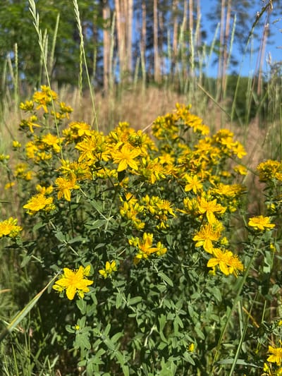 A close-up, eye-level shot captures a dense cluster of St. John's wort flowers in bloom, their vibrant yellow petals a stark contrast against the soft green foliage. The flowers are the primary subject, with numerous blossoms of varying sizes and stages of development dotting the frame. Some are fully open, displaying their star-shaped structure and numerous stamens, while others are still in bud. The plant's leaves are oval-shaped and a deep green, arranged in opposite pairs along its stems.
The background is a softly blurred tapestry of nature. Tall, dry grasses with a golden hue dominate the mid-ground, interspersed with hints of greener foliage and thin, vertical stalks of grass. In the distance, a stand of tall, slender pine trees rises against a clear, bright blue sky. The overall impression is one of a natural, sun-drenched setting.
The scene is static, with no visible human activity or interaction. The lighting suggests it is daytime, with sunlight illuminating the flowers and casting subtle shadows. The image appears to be taken in an outdoor, natural environment, possibly a meadow or the edge of a forest, consistent with the flora and vegetation depicted. The location is identified as Kedyna Hora, Ukraine.