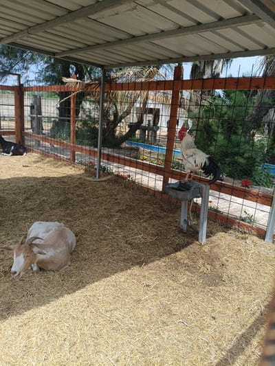 The image depicts an outdoor enclosure for farm animals, likely a petting zoo or a small farm, situated in Sagunto, Spain. The enclosure is partially covered by a corrugated metal roof supported by wooden beams, providing shade. The ground is covered with a thick layer of dry straw.
In the foreground, a light-colored goat with horns is lying down on the straw, appearing relaxed. To the left and further back, another goat, this one black and white, is also lying down.
Dominating the right side of the image, a large rooster stands on a metal feeder or water trough. The rooster is predominantly white with black tail feathers and red wattles and comb. The enclosure is surrounded by a wooden fence with wire mesh.
Beyond the fence, there are green bushes and trees, indicating an outdoor setting. The overall impression is one of a rural or semi-rural environment within or near Sagunto. There are no people visible in the image.