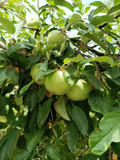 A close-up shot of unripe green apples hanging from a tree, surrounded by lush green leaves. The apples are in various stages of development, with some appearing larger and rounder, while others are smaller and more elongated. Sunlight filters through the leaves, casting dappled shadows on the fruit. The leaves themselves are a vibrant green, with some showing signs of slight imperfections or spots. The overall impression is one of nature's bounty, with the apples promising a future harvest. The scene appears to be set outdoors, likely in an orchard or garden, given the presence of the apple tree. The time of day is difficult to determine precisely, but the bright lighting suggests it is daytime, possibly late morning or early afternoon. There is no visible text in the image. The location context of Nukus, Uzbekistan, places this image in Central Asia.