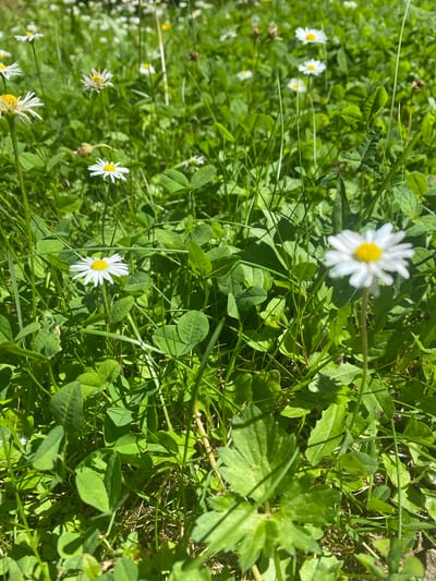 The image depicts a close-up view of a grassy field with numerous daisies. The daisies are small, white flowers with yellow centers, and they are scattered throughout the green grass and clover. The lighting suggests it is a sunny day, with shadows cast by the foliage. The background is a blur of more daisies and greenery, indicating a dense field. The scene appears to be outdoors in a natural setting, likely a park or meadow. There are no people or man-made objects visible in the frame. The camera angle is low, looking up at the flowers and grass. The specific location in Sachsenheim, Germany, is not evident from the visual information alone.