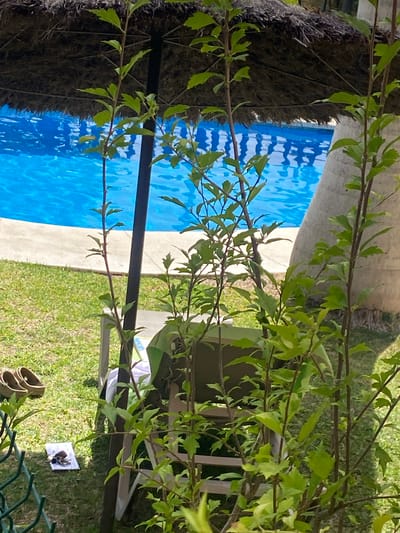 The image depicts an outdoor scene at a poolside, likely in Resinera-voladilla, Spain, given the context. In the foreground, several leafy green plants with thin branches obscure the view of the background. Partially visible behind the plants is a chair with a green towel draped over it. On the grass to the left, a pair of tan flip-flops and a small stack of papers with a set of keys are placed. Beyond the chair and grass, a bright blue swimming pool is visible, bordered by a light-colored concrete edge. Above the pool, a thatched umbrella provides shade. A thick, textured pillar, possibly a palm tree trunk, stands to the right of the pool. The overall environment suggests a sunny, relaxed setting.