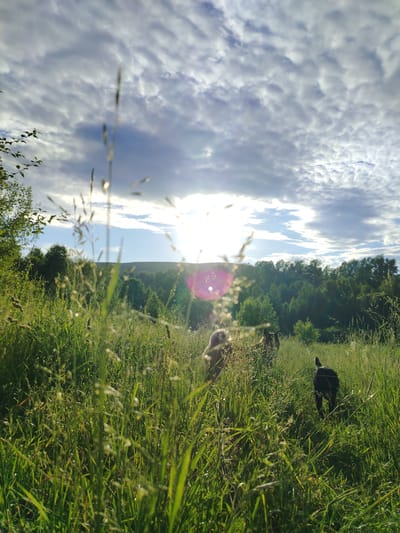 The image captures a serene natural landscape, likely on the outskirts of the settlement of Рассвет, Russia. The foreground is dominated by tall, green grass and some wispy stalks of dried grass, with the latter slightly out of focus. Sunlight streams through the clouds, creating lens flare and a bright glow, particularly in the center of the image. In the middle ground, three dogs are visible walking through the tall grass. Two appear to be medium-sized, one a light brown color and the other darker and larger, possibly a German Shepherd. The third dog, smaller and black, is facing away from the camera, heading towards the right side of the frame. Beyond the dogs, a dense forest of green trees stretches across the horizon, with a gentle, tree-covered hill in the background. The sky is a mix of blue and dramatic, textured clouds, with the sun partially obscured by them. The overall atmosphere is one of peacefulness and natural beauty.