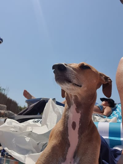 A medium-sized, light brown dog with white markings on its chest is pictured in the foreground, looking upwards to the right, with its eyes partially closed. The dog appears to be sitting on a beach. In the background, a person wearing a dark hat and a blue and yellow striped top is lying on a blue and white striped towel. Another person's legs are visible in the mid-ground, resting on a blue surface. A crumpled white plastic bag and a dark fabric item are also present in the mid-ground. The environment is a clear blue sky, suggesting a sunny day, likely at a beach in Chersonisos Municipal Unit, Greece.