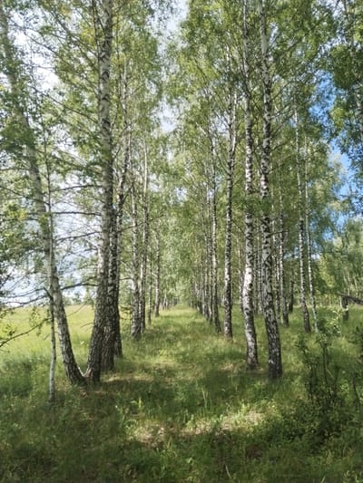 The image shows a dense birch forest with a narrow path winding through it. Tall, slender birch trees with their characteristic white and black bark dominate the scene, their branches forming a leafy canopy overhead. Sunlight filters through the leaves, creating dappled patterns of light and shadow on the grassy ground. The path appears to be covered in grass and is barely distinguishable from the surrounding vegetation. The overall impression is one of a peaceful and natural setting, possibly a forest trail in a rural area. The lush green grass and the bright, clear sky suggest it is daytime, likely during the warmer months. There are no people or man-made objects visible in the image, emphasizing the wild and untouched nature of the forest. The location is identified as Chebarkul', Russia.