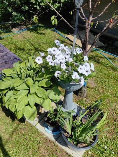 A sunny, overhead shot captures a garden scene in Дзямідавіцкі сельскі Савет, Belarus. In the foreground, a large, leafy hosta plant is visible, its broad, green leaves filling the left side of the frame. Next to it, a grey birdbath-style planter overflows with white petunias, their dark purple centers adding a touch of contrast. A tall, slender lamp post stands behind the planter, its dark, decorative top catching the light. To the right of the planter, a young tree with thin branches displays a few small, green and reddish fruits. Several other potted plants, including one with long, green leaves, are arranged on a grey tiled surface in front of the main planter. The background is a lush green lawn, with a blue hose snaking across it. In the distance, shadows suggest the presence of trees and a building. The scene appears to be a well-maintained backyard garden.