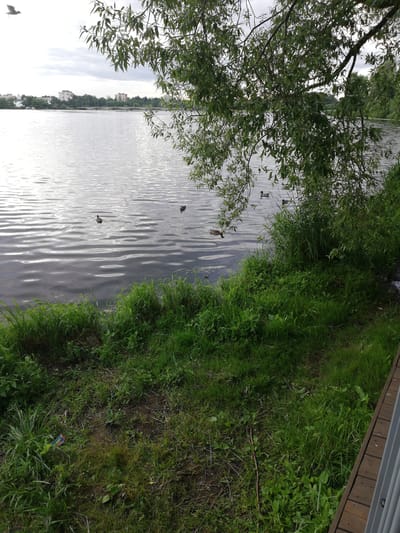 The image depicts a serene natural scene with a large body of water, likely a river or lake, dominating the center. The water's surface is rippled, reflecting the overcast sky. Along the far bank, a line of trees and some buildings are visible, suggesting an urban or suburban fringe. Several ducks are swimming in the water, adding a touch of wildlife to the tranquil setting. In the foreground, lush green grass and vegetation grow along the bank. A wooden platform or boardwalk runs along the right edge of the image, hinting at a recreational area. The sky is cloudy, indicating a subdued or perhaps slightly cool day. The overall mood is peaceful and natural. The location context is Kolpino, Russia. No text is visible in the image.