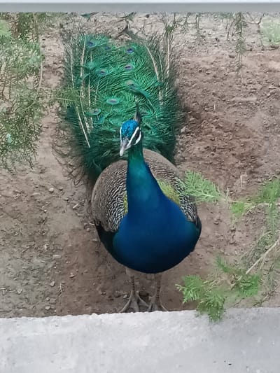 The media file shows a close-up, full-body shot of a male peacock standing on a gray concrete ledge, facing the viewer. The peacock is displaying its elaborate tail feathers, which are fanned out and display vibrant green and blue colors with iridescent "eyes" or ocelli. Its body is a deep, iridescent blue, particularly around the neck and chest. The rest of its body is covered in brown and gray speckled plumage. The peacock's head is adorned with a distinctive crest of thin, feather-like plumes.
The background consists of dry, sandy soil with scattered small stones and some sparse, dry vegetation. To the left and right of the peacock, there are sprigs of green, feathery foliage, possibly from a conifer or similar plant. The overall setting appears to be an outdoor enclosure, perhaps a zoo or aviary, given the presence of a constructed ledge and the somewhat barren ground.
The lighting suggests it could be daytime, with no harsh shadows indicating a specific time of day, though the overall brightness is moderate. There are no people, visible text, or specific indications of weather conditions. The peacock's posture and display suggest it is either attracting a mate or asserting its presence. The scene is static, capturing a moment of display by the bird. The location context provided is Balkanabat, Turkmenistan.