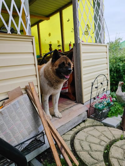 A medium-sized, brown and white Akita dog is standing in the doorway of a small, light-colored structure with a yellow translucent roof. The dog is looking towards the right of the frame with its mouth open and tongue visible. To the left of the dog, there is a pile of wooden planks and a large cardboard box with text on it. Behind the dog, partially visible, is a wicker chair with a patterned blanket draped over it. To the right of the doorway, a decorative black metal stand holds a pot of colorful artificial flowers. In the background, to the far right, a white goose stands amongst green foliage. The structure appears to be in a yard with a paved pathway made of irregular stone slabs in the foreground. The overall scene suggests an outdoor domestic setting, possibly in a rural or suburban area, in the city of Devjatyj Val, Russia.