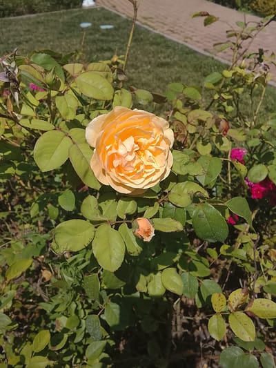 The image shows a close-up of an orange rose in bloom, centered in the frame. The rose has many ruffled petals and is well-lit by sunlight. To the lower left of the full bloom, a smaller rosebud is visible. The rose plant has numerous green leaves, some of which show signs of browning or spotting. In the background, out of focus, there is a patch of green grass, a paved walkway, and hints of other plants and flowers, including some pink and red blooms. The lighting suggests it is daytime, likely a sunny day. The image does not contain any people, actions, or interactions. The specific location in Oryol-Izumrud, Russia, cannot be determined from the visual information provided in the image.