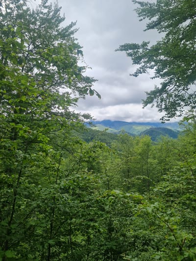 The image shows a landscape view in Divchovoto, Bulgaria. The foreground and sides are dominated by lush green trees and foliage, creating a sense of being within a dense forest. In the midground, a mountain range is visible, with a mix of green slopes and areas of possibly barren land. Above the mountains, the sky is overcast with thick, grey clouds. The trees frame the scene, offering a glimpse of the mountains and the sky through the natural opening. The image suggests a natural setting with focus on the dense forest vegetation and the mountainous terrain.