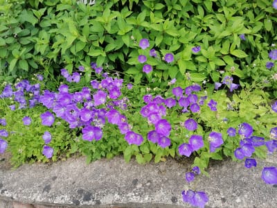 A close-up shot captures a cluster of vibrant purple bell-shaped flowers in full bloom, interspersed with lush green foliage. The flowers, likely Campanula or bellflowers, have delicate petals and prominent stamens, with some appearing freshly bloomed while others show signs of wilting. A few dew drops are visible on the leaves, suggesting recent rain or morning mist.
The flowers are arranged in a dense arrangement, spilling over a rough, grey concrete border that runs along the bottom of the frame. This border appears to be part of a garden bed or pathway. The background is filled with more green leaves, creating a layered effect. The lighting suggests it is daytime, with soft natural light illuminating the scene. No people or text are visible in the image. The setting appears to be a garden or park area in Stropi, Latvia, given the context. The overall impression is one of natural beauty and the peak of summer flowering.