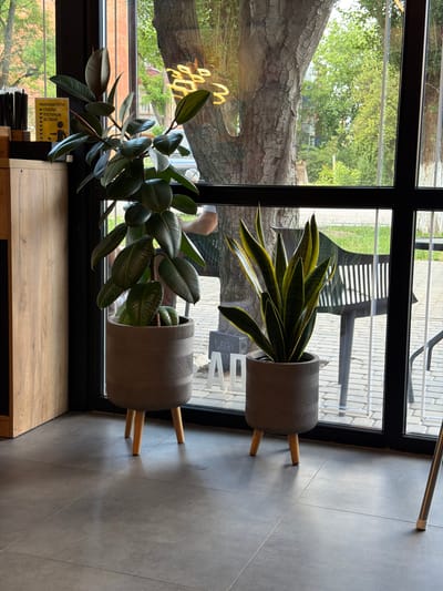 This image shows two potted plants placed near a large window with a view of the outdoors. The plant in the foreground is a large rubber plant with dark green, glossy leaves. It is in a gray, textured pot with wooden legs. The second plant, located slightly behind and to the right, is a snake plant with long, variegated green and yellow leaves. It is in a similar gray, textured pot with wooden legs.

The window looks out onto a scene with trees and some outdoor seating, possibly a patio or cafe area. In the background, a large tree trunk with rough bark is visible through the glass, and beyond that, green foliage from trees and bushes. The floor inside is tiled with large, dark gray tiles. The overall lighting suggests it is daytime, possibly late morning or afternoon, with natural light streaming in.

There is some text visible on a yellow sign attached to the wooden structure below the rubber plant. The text appears to be in Cyrillic script.

The image is taken from a slightly low angle, looking up towards the window and the plants. The scene has a calm and naturalistic feel, suggesting an indoor space with a connection to the outdoors. The focus is on the plants and their placement within the interior setting. No people are visible in the image.