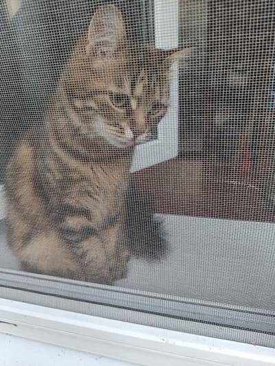 A tabby cat is looking out through a screen door in Zazymia, Ukraine. The cat is a mix of brown and grey stripes and has green eyes. It appears to be an adult cat. The cat is partially obscured by the screen, creating a textured effect in the image. The background is somewhat blurred, but it appears to be indoors with some objects visible behind the cat. The setting suggests a residential area, possibly a home, given the presence of a screen door. The lighting is neutral, suggesting it could be daytime. There is no visible text in the image.