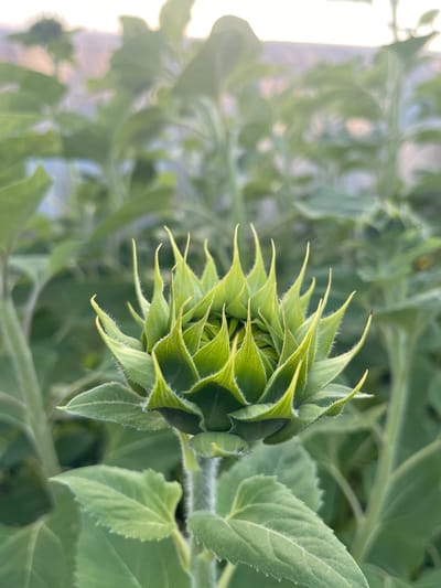 A close-up, vertical shot focuses on a young sunflower bud, its pointed green sepals tightly clasped, giving it a spiky, star-like appearance. The bud is covered in fine, white hairs, most visible along the edges of the sepals. Surrounding the bud are large, fuzzy green leaves and stems of other sunflowers, creating a lush, green background. The lighting suggests it is either early morning or late afternoon, with a soft glow in the upper background, possibly indicating a sunset or sunrise. The overall scene depicts a field of sunflowers, specifically in the village of Perevoznoe, Russia, during the growth phase before blooming.