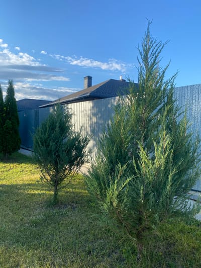 In Volzhsk, Russia, a residential property is captured on a clear day with a bright blue sky and scattered clouds. In the foreground, a lush green lawn is dotted with a small juniper tree on the left and a larger, fuller juniper tree on the right, its branches reaching towards the sky. Behind the trees, a gray corrugated metal fence runs horizontally across the image, casting dappled shadows from the trees onto its surface. Beyond the fence, the roofline of a house is visible, featuring a dark gray asphalt shingle roof and a gray brick chimney. The overall scene conveys a sense of suburban tranquility under a vast, open sky.