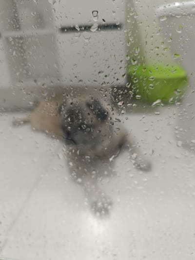 The image, taken in Târgu Jiu, Romania, shows a soft-focus view of a light-colored dog lying down, possibly a pug or similar breed, visible through a glass surface covered in raindrops. The dog's fur is a mix of light brown and gray. Its eyes are dark and appear to be looking forward. The dog is lying on a white floor, and in the background, out of focus, there's a bright green object, possibly a pet toy or container. The overall lighting suggests it could be daytime, but the overcast or rainy weather is the dominant environmental cue. The condensation and raindrops on the glass create a slightly distorted and dreamy effect, obscuring finer details of the background and emphasizing the subject through the droplets. No text is visible in the image.