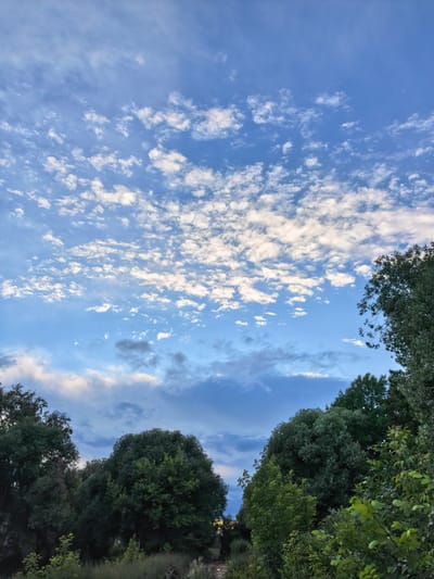 A landscape photo depicts a clear blue sky filled with scattered, white, fluffy clouds. The clouds are concentrated in the upper half of the frame, creating a textured pattern against the bright sky. Towards the horizon, the sky transitions to a lighter blue, with some wispy, darker clouds visible.
In the lower part of the image, a dense line of lush green trees forms a natural border. The trees are varied in size and shape, with some towering and others appearing as thick bushes. The foliage is a rich green, suggesting a temperate climate. The ground beneath the trees is covered in vegetation, including tall grasses and smaller plants, some of which are in shadow.
The lighting suggests it is either early morning or late afternoon, given the soft, diffused light and the way the clouds are illuminated. There are no people or man-made objects visible, making it a natural landscape scene. The overall mood is serene and peaceful, characteristic of a quiet moment in nature. The location context is Tver, Russia, which aligns with the appearance of deciduous trees common in the region. No text is visible in the image.